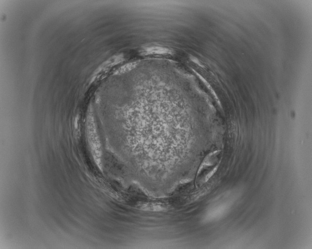 X0000081470751200701262002