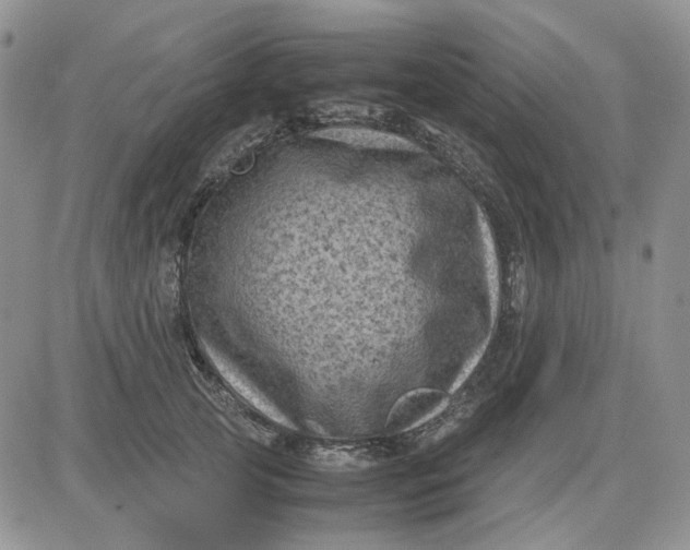 X0000081470753200701262002