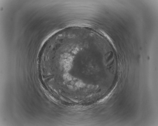 X0000081470779200701262002