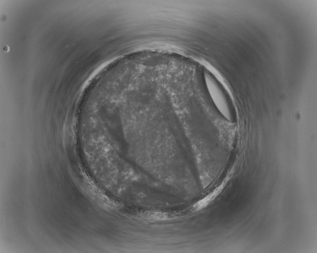 X0000081470783200701262002