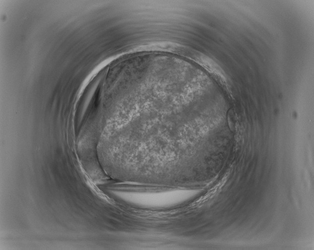 X0000081470792200701262002