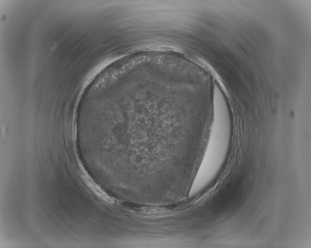 X0000081470795200701262002