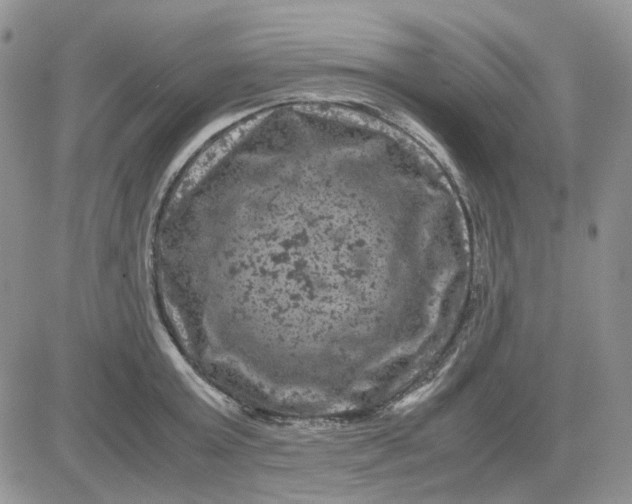 X0000081470803200701262001