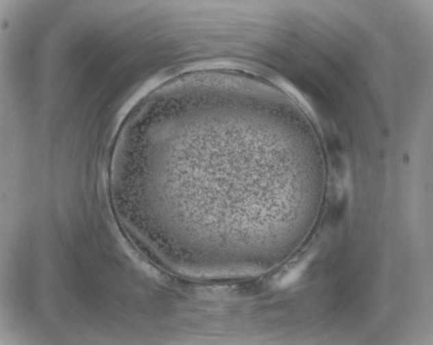 X0000081470813200701262001