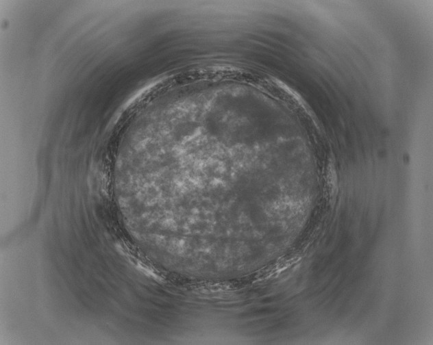 X0000081470823200701262000