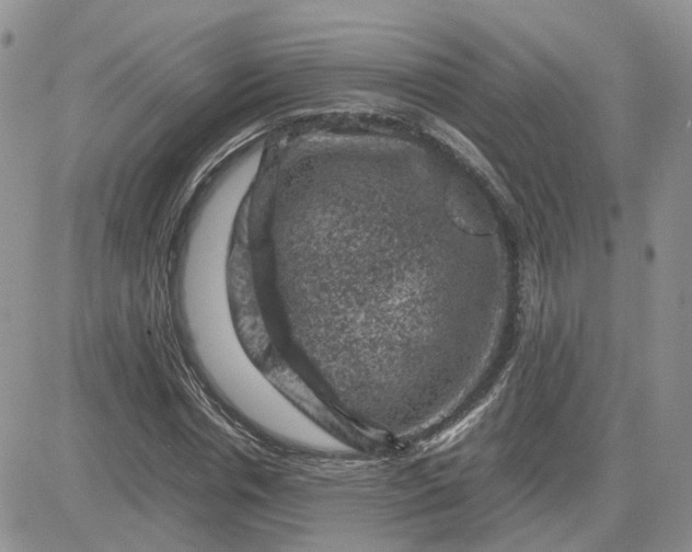 X0000081470826200701262001