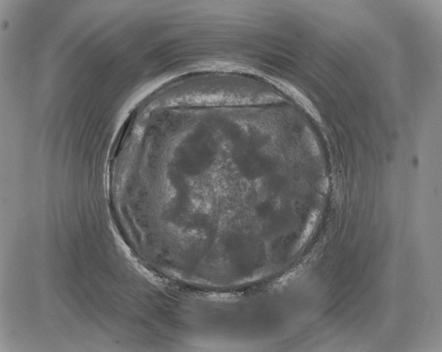 X0000081470839200701262001