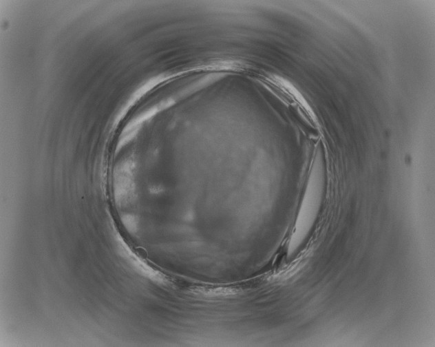 X0000081470851200701262001