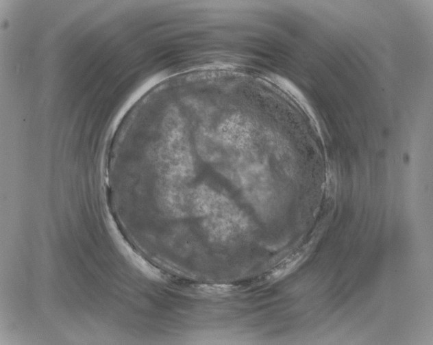 X0000081470859200701262001