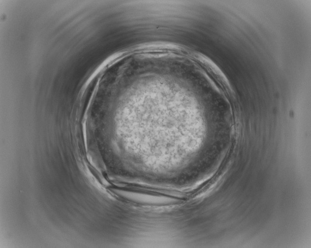 X0000081470860200701262001