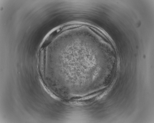 X0000081470862200701262001