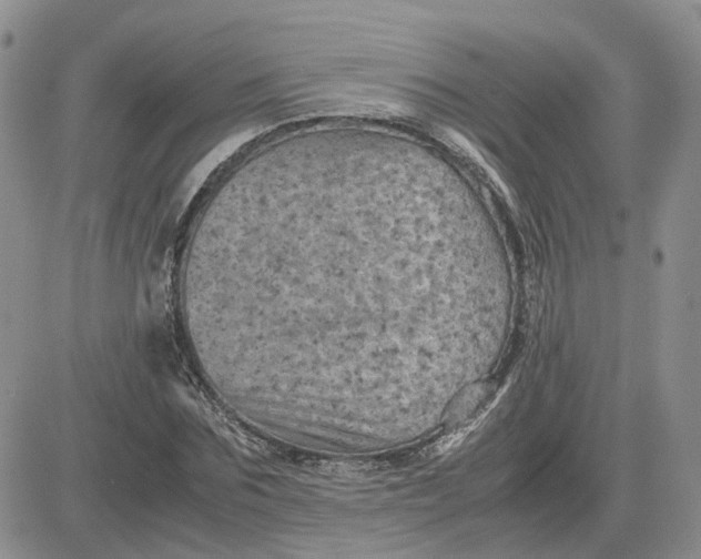 X0000081470875200701262000