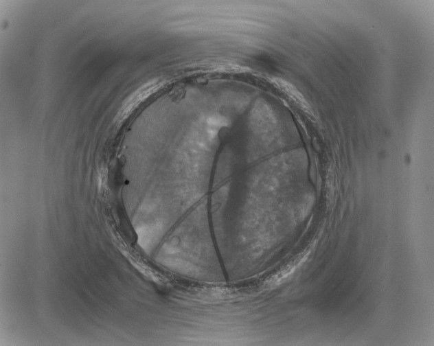 X0000081470881200701262000