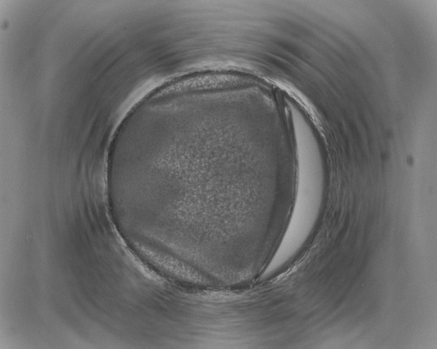 X0000081470894200701262000