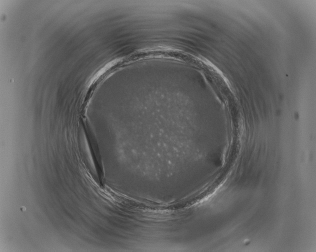 X0000081470921200701261959