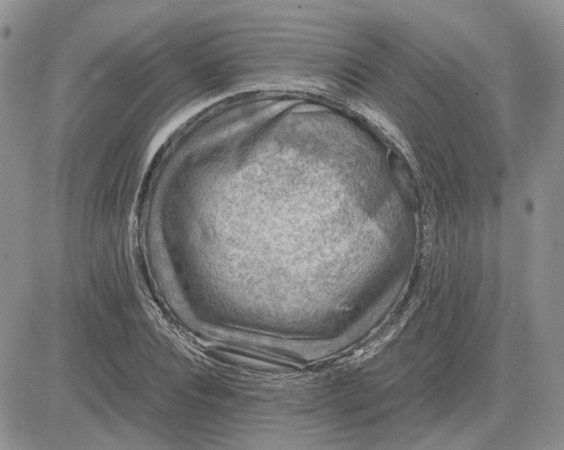 X0000081470928200701261959