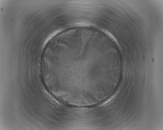 X0000081470930200701261959