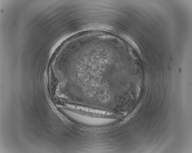 X0000081470936200701261959