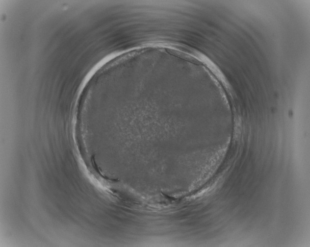 X0000081470955200701261959