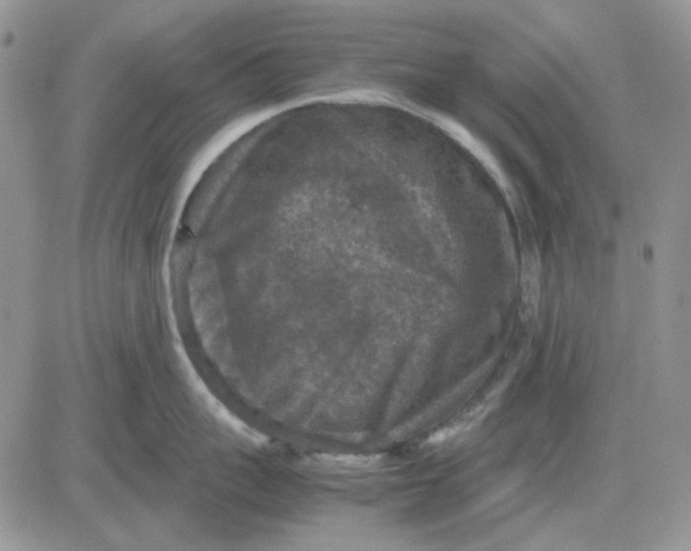 X0000081470959200701262000