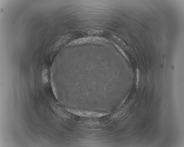 X0000081470962200701261959