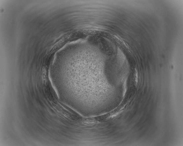 X0000081470964200701261959