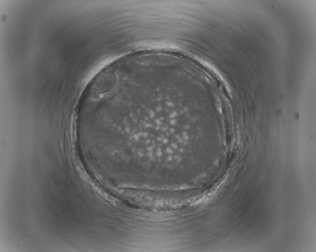 X0000081470983200701261958