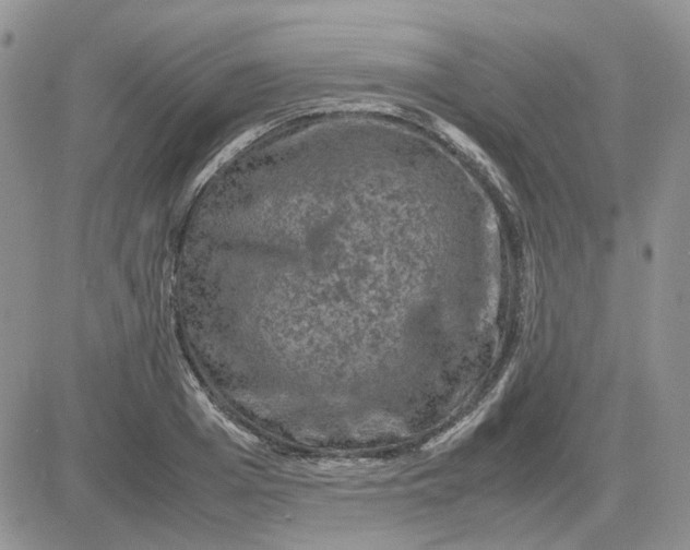 X0000081470985200701261958