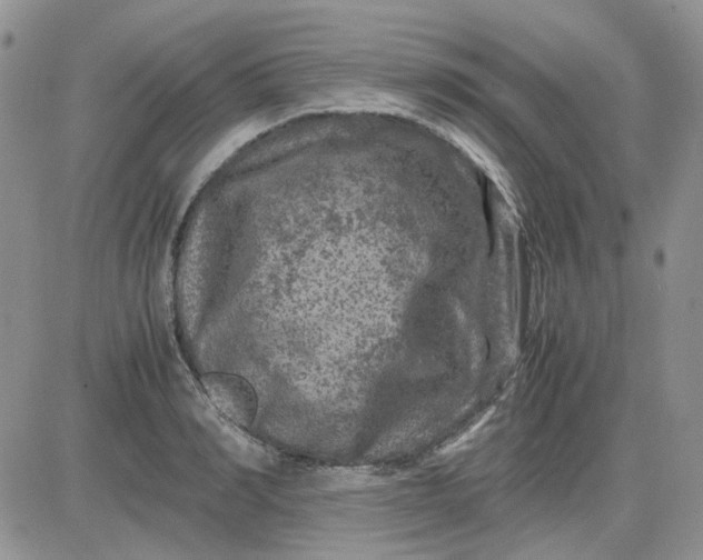 X0000081470990200701261958