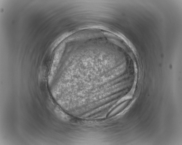 X0000081471001200701261958