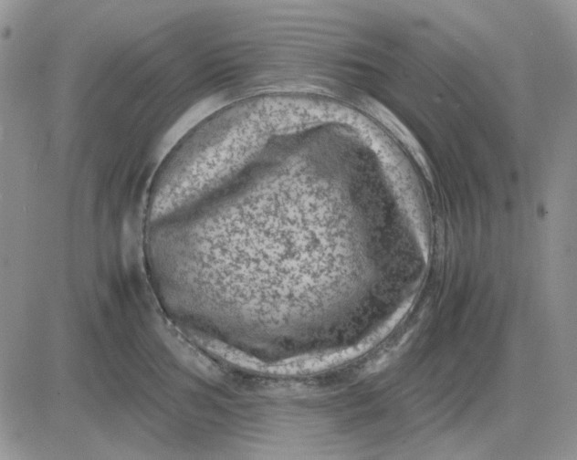 X0000081471002200701261958