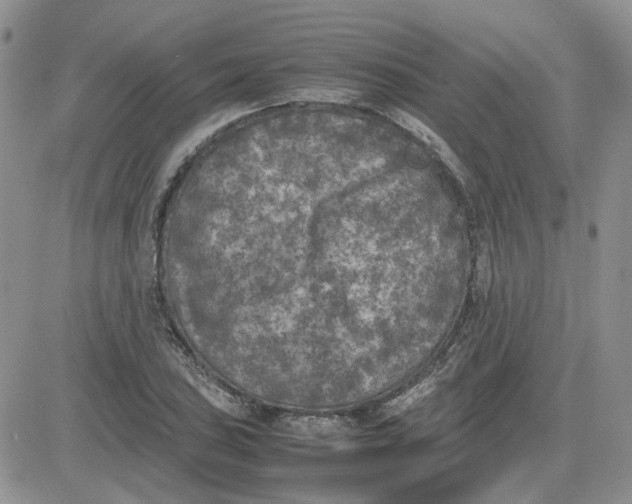 X0000081471027200701261958