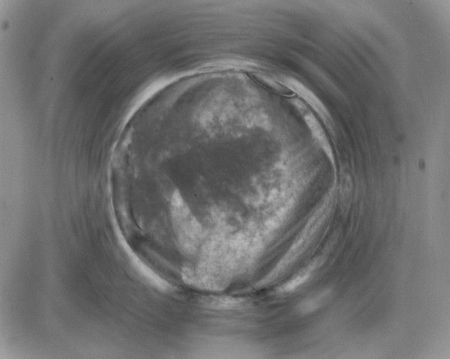 X0000081471055200701261958