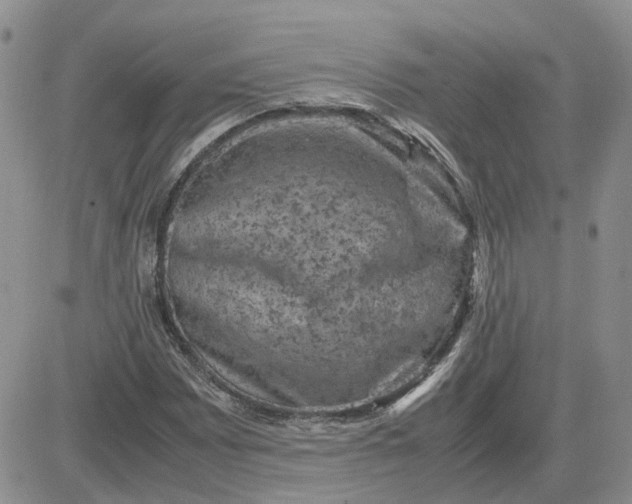 X0000081471065200701261957