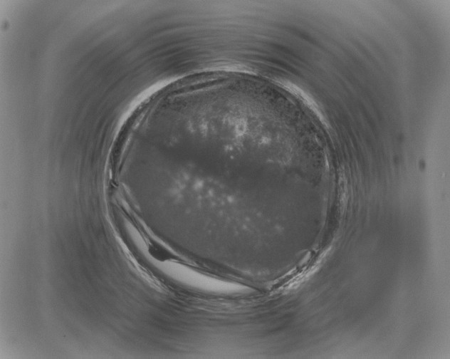 X0000081471125200701261956