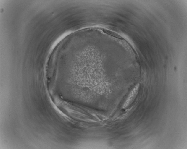 X0000081471151200701261956