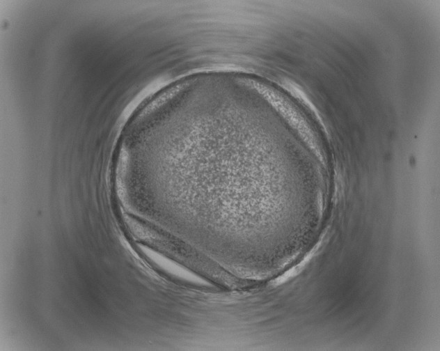 X0000081471181200701261955