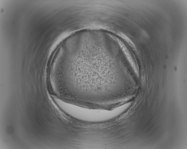 X0000081471183200701261955