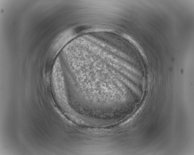 X0000081471185200701261955