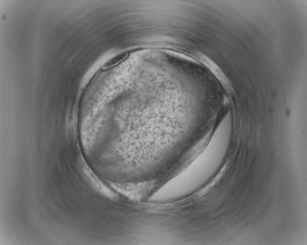 X0000081471196200701261955