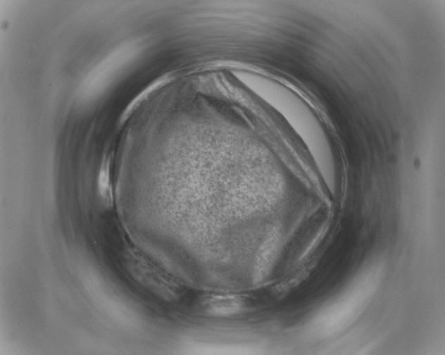 X0000081471198200701261955