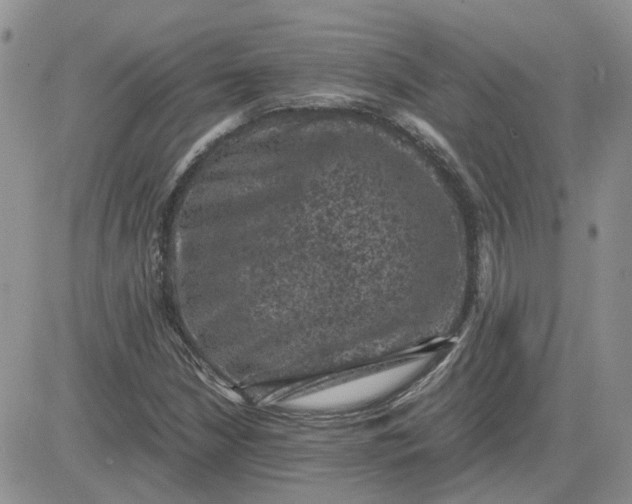 X0000081471210200701261954