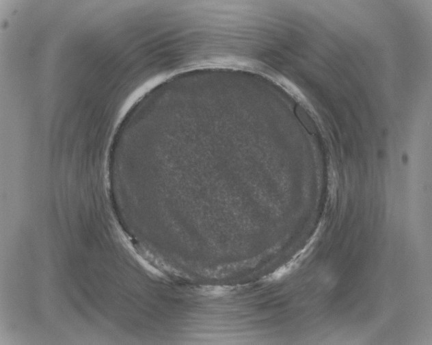 X0000081471230200701261955