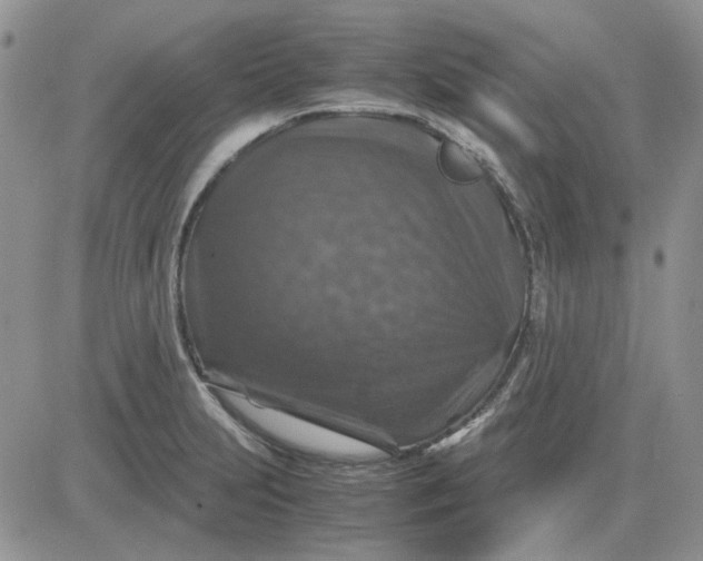 X0000081471231200701261955