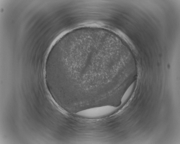 X0000081471240200701261955