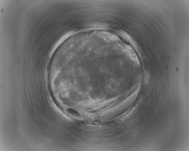 X0000081471243200701261955