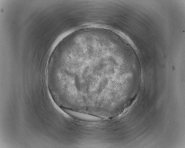 X0000081471247200701261955