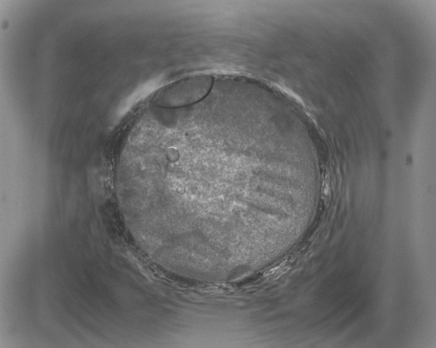 X0000081471255200701261954