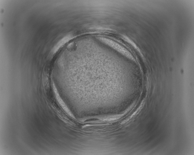 X0000081471259200701261954