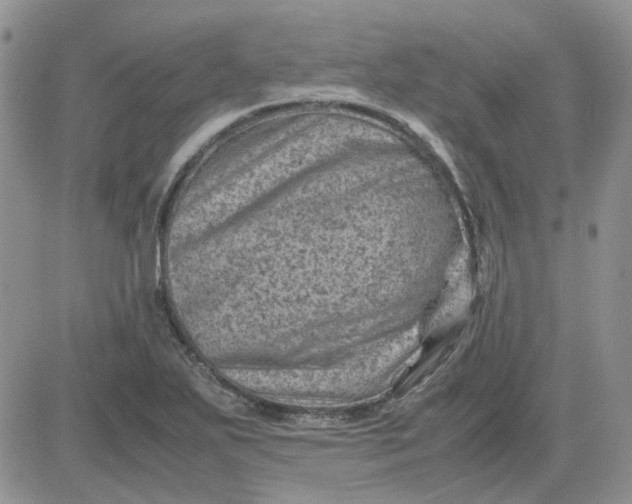 X0000081471271200701261954